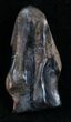 Large Triceratops Shed Tooth - #7156-1